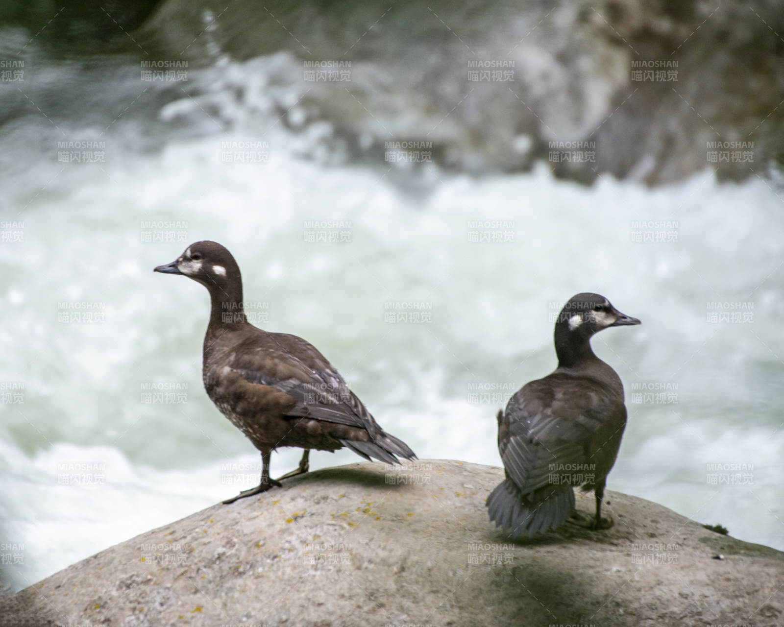 岩石上的两只鸭子图片
