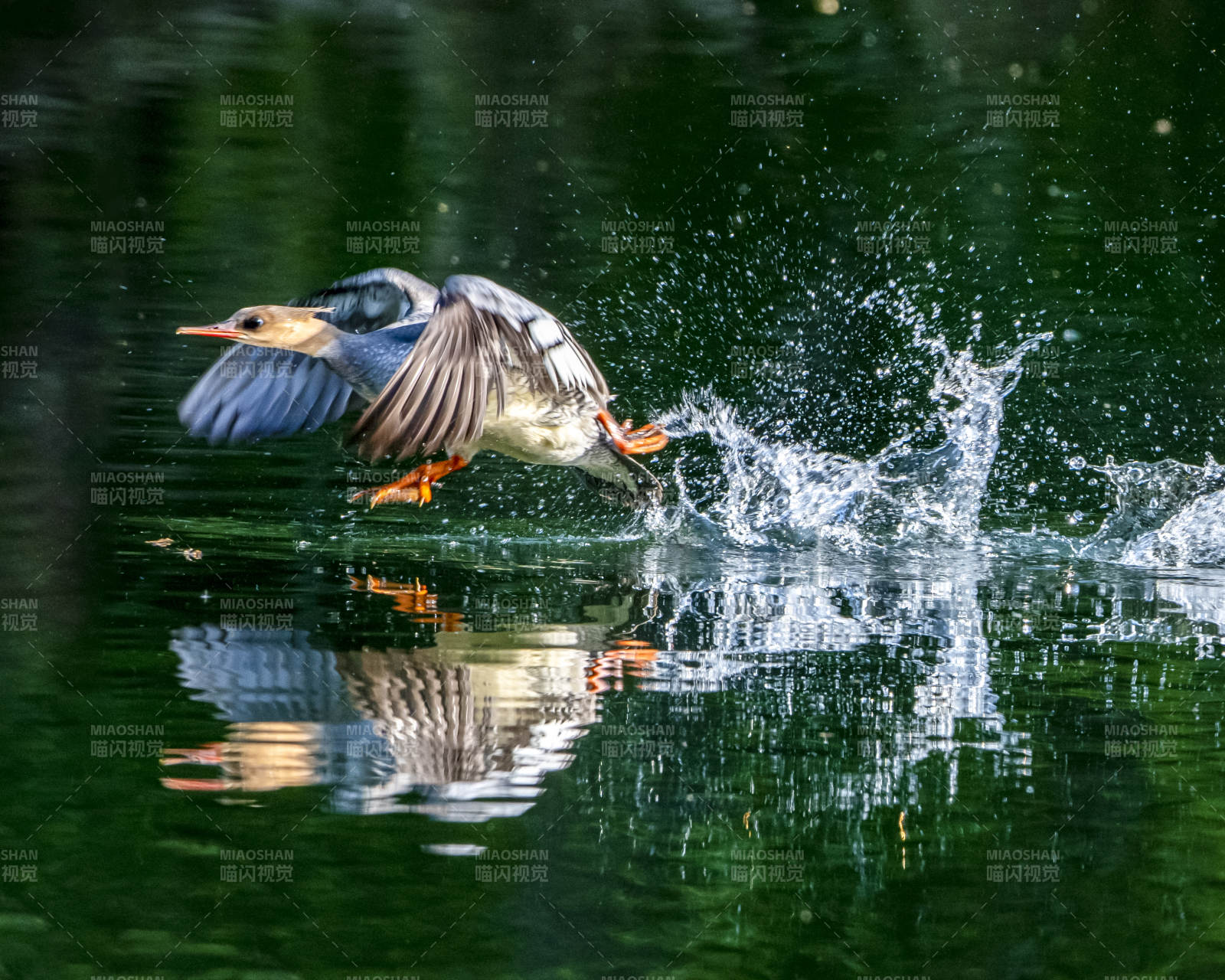 水鸟起飞瞬间图片