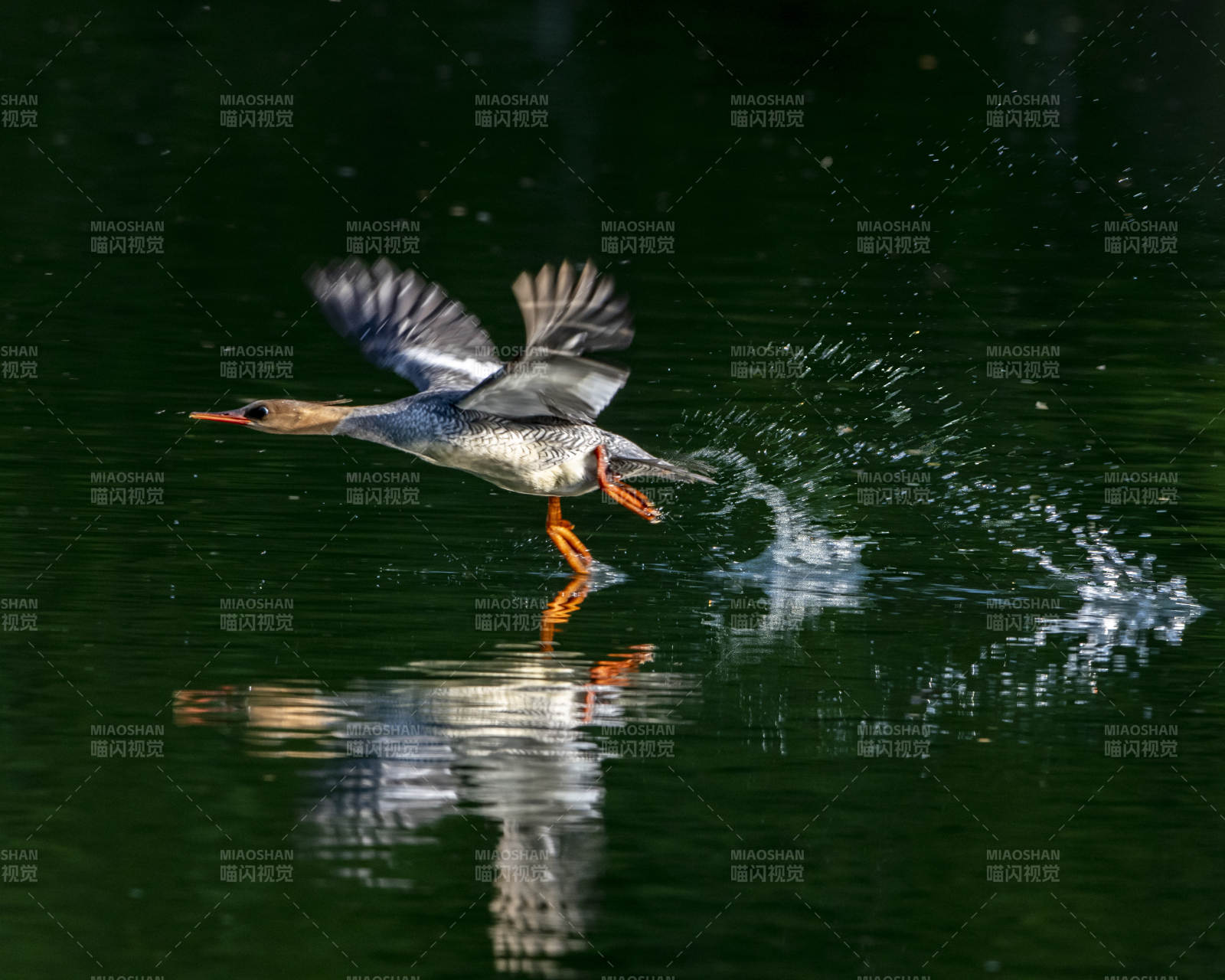 腾飞的秋沙鸭图片