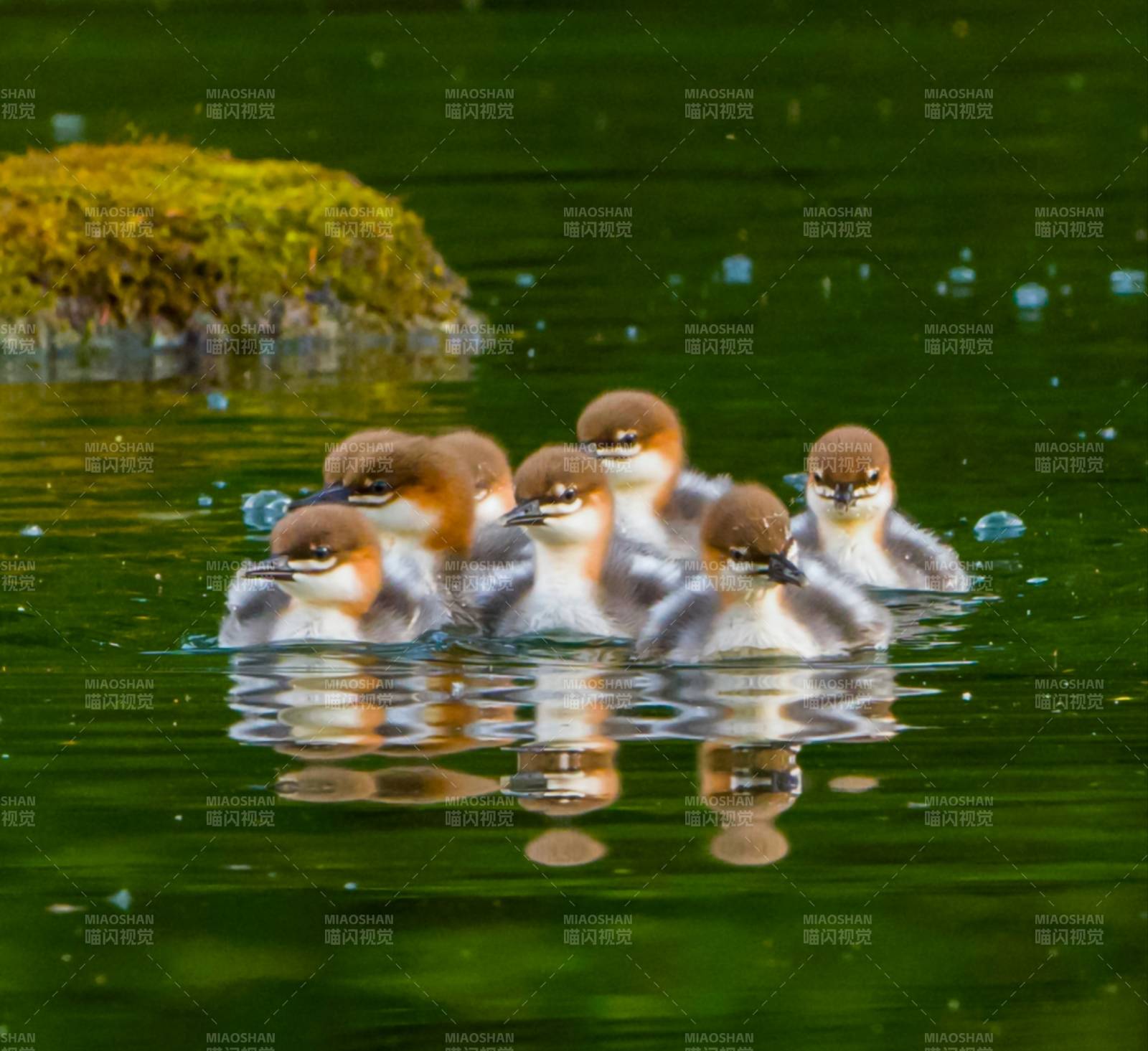 小鸭子在水中嬉戏图片