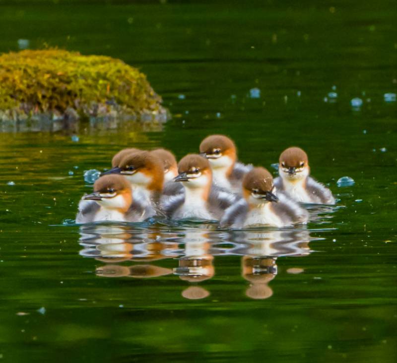 小鸭子在水中嬉戏图片