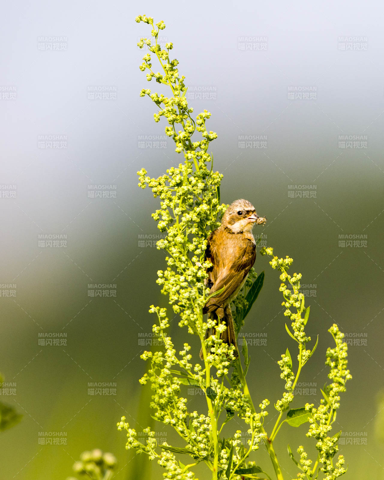 小鸟栖枝觅食图图片