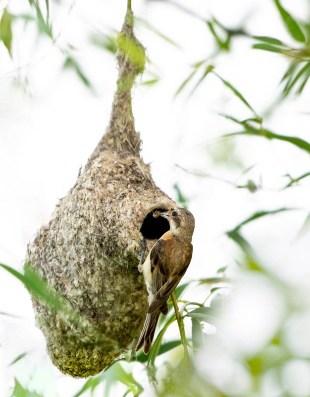 织布鸟与精致巢穴图片