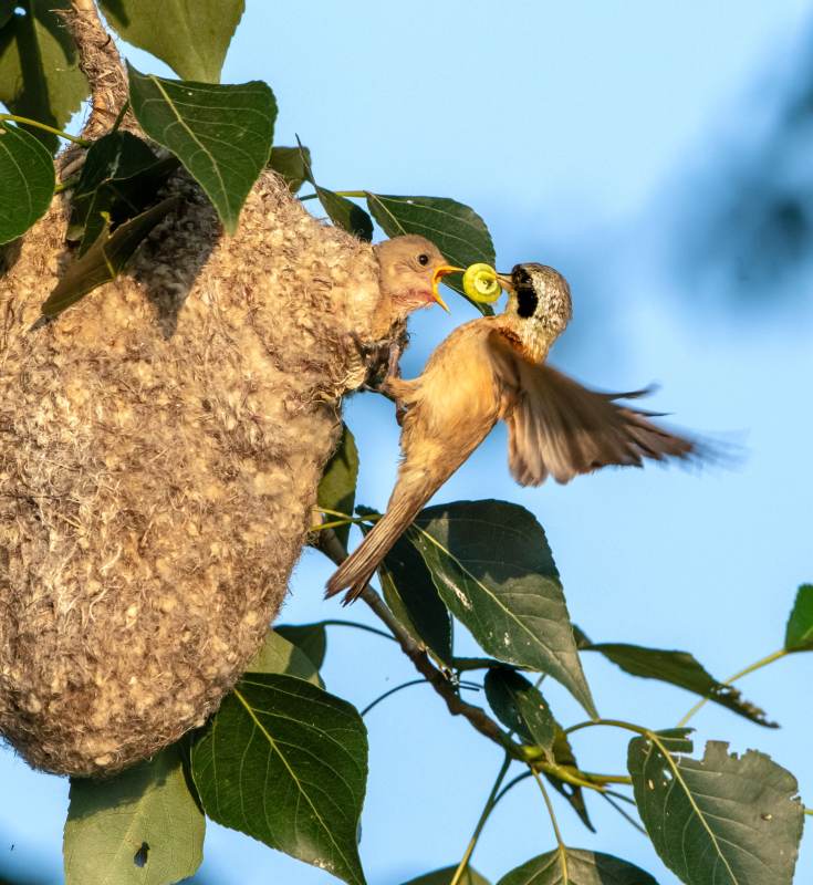 母鸟喂食雏鸟瞬间图片