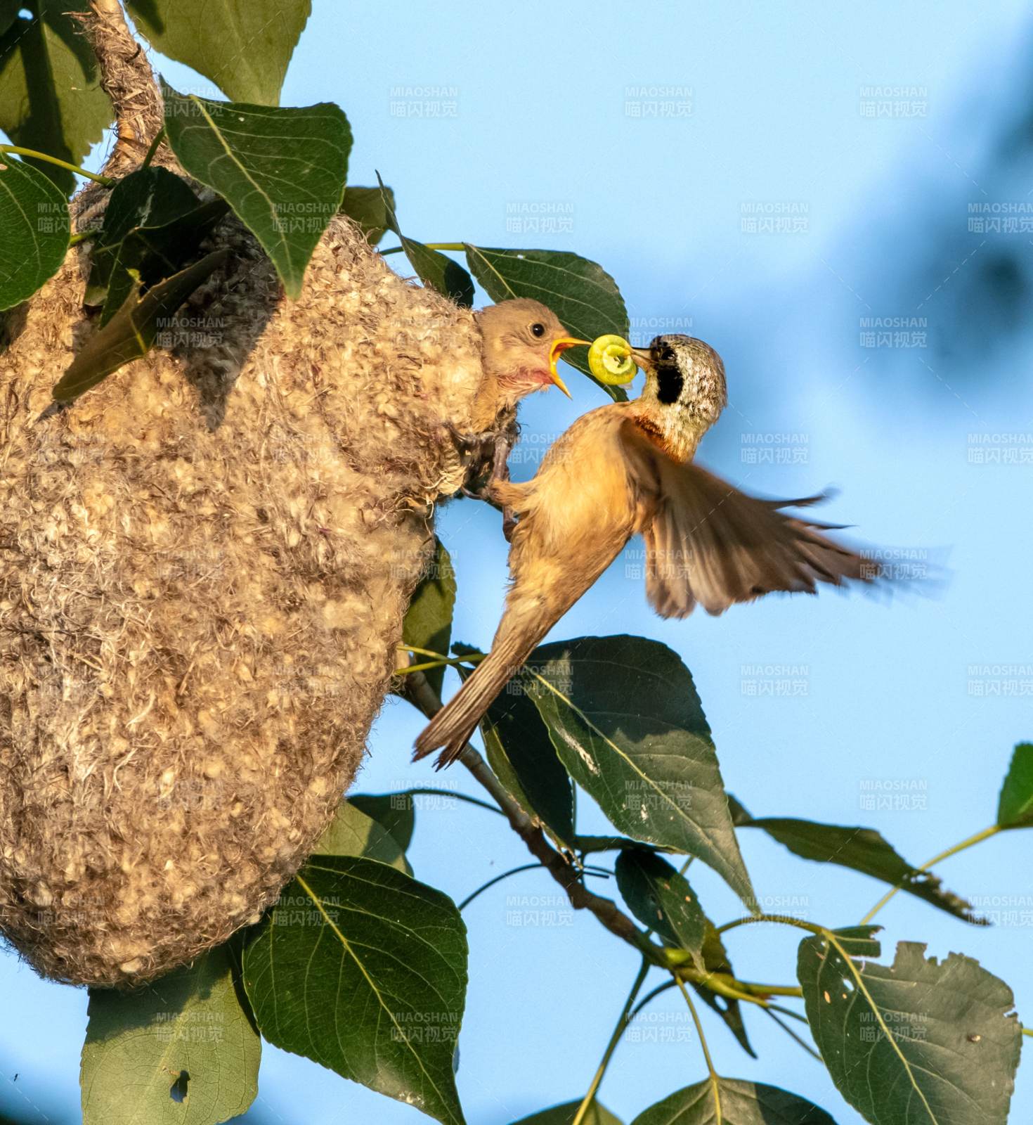 母鸟喂食雏鸟瞬间图片