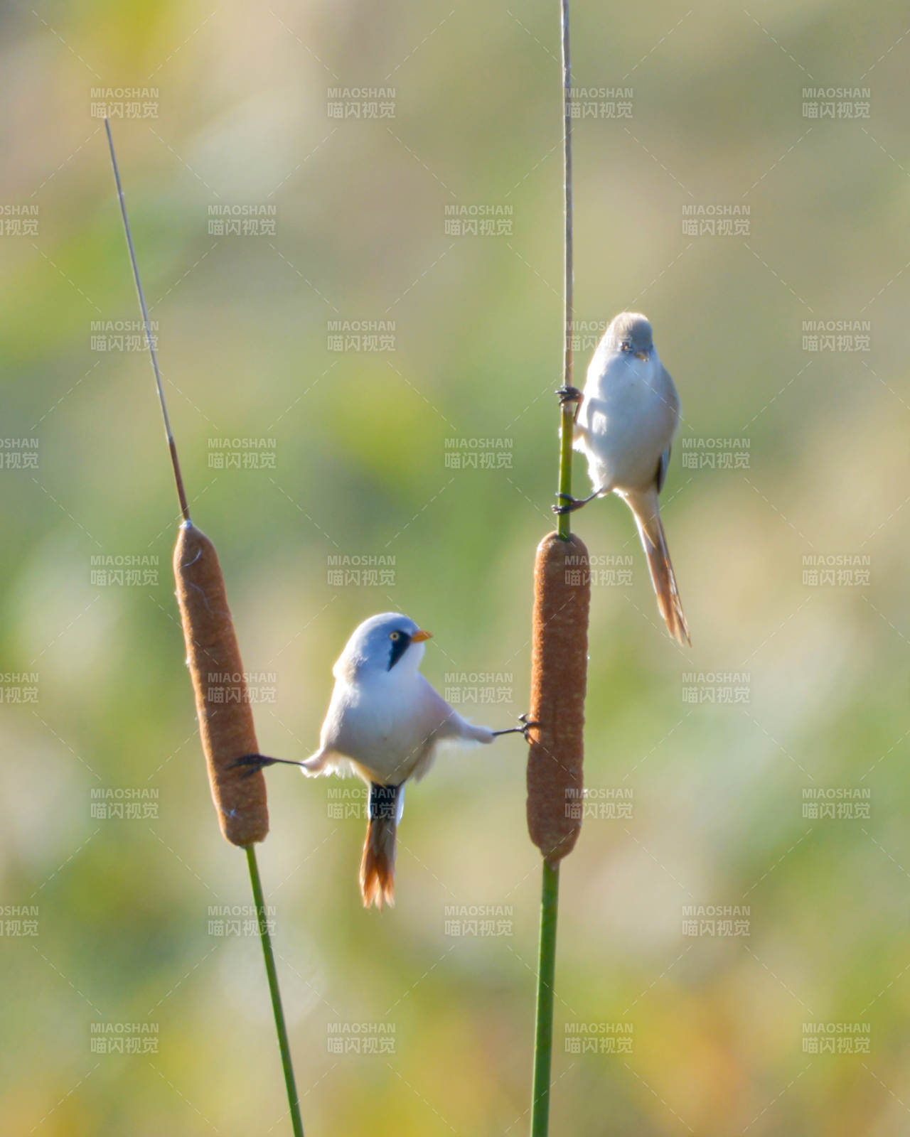 芦苇上的小鸟图片