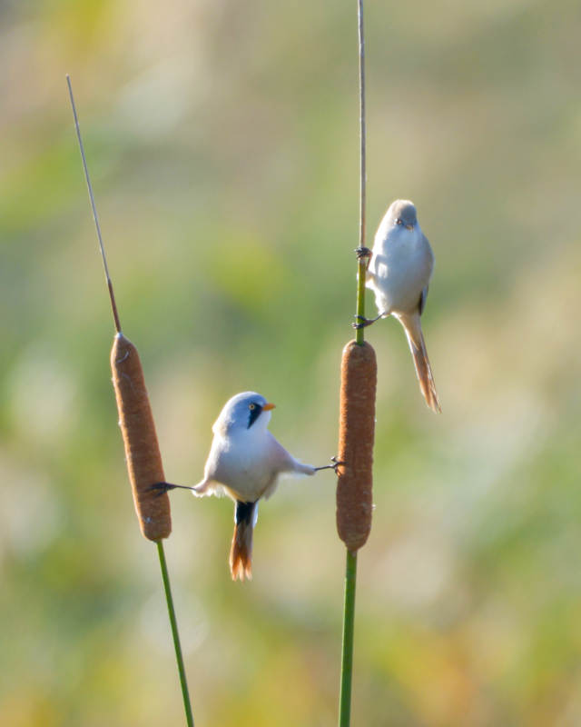 芦苇上的小鸟图片