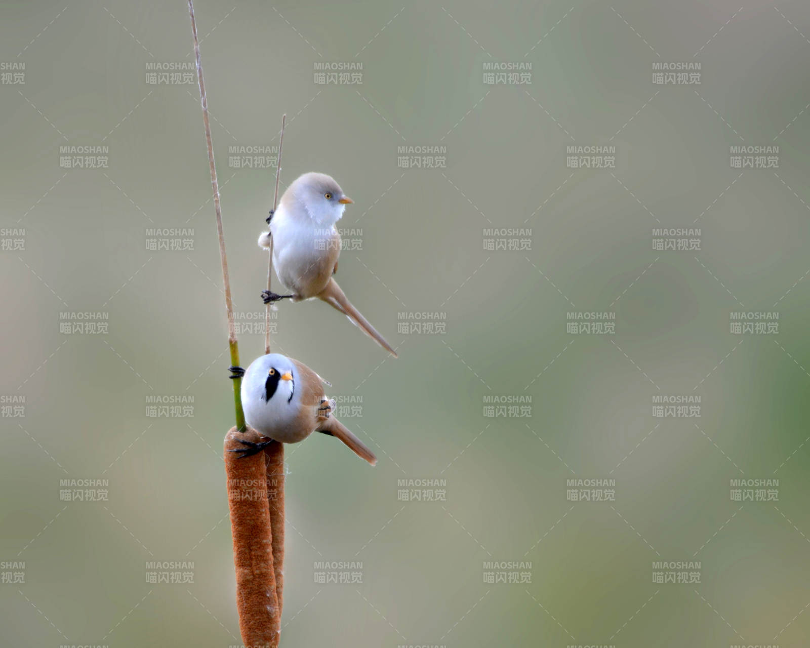 芦苇上的两只小鸟图片