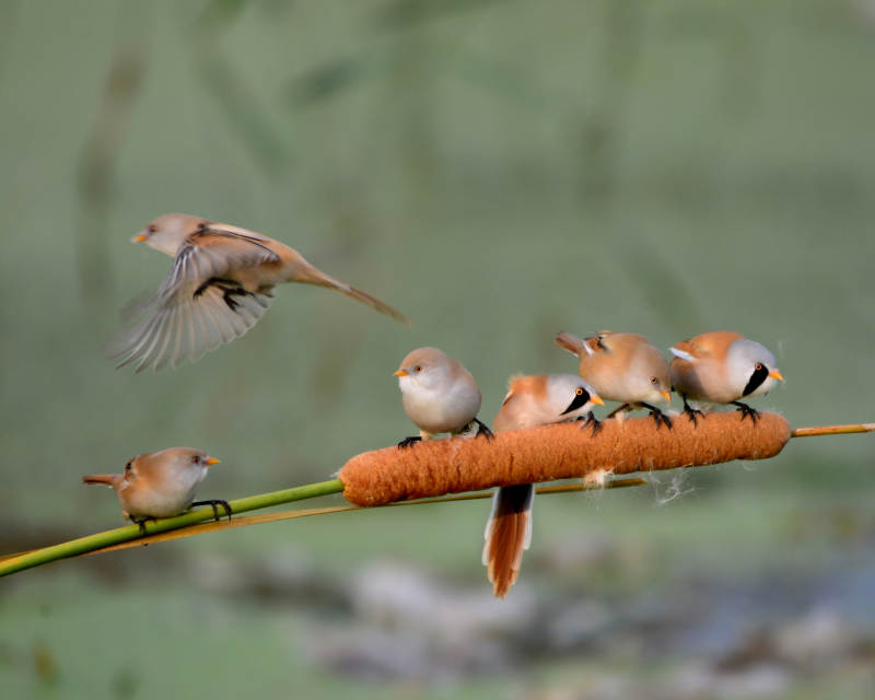 文须雀栖息芦苇丛中图片