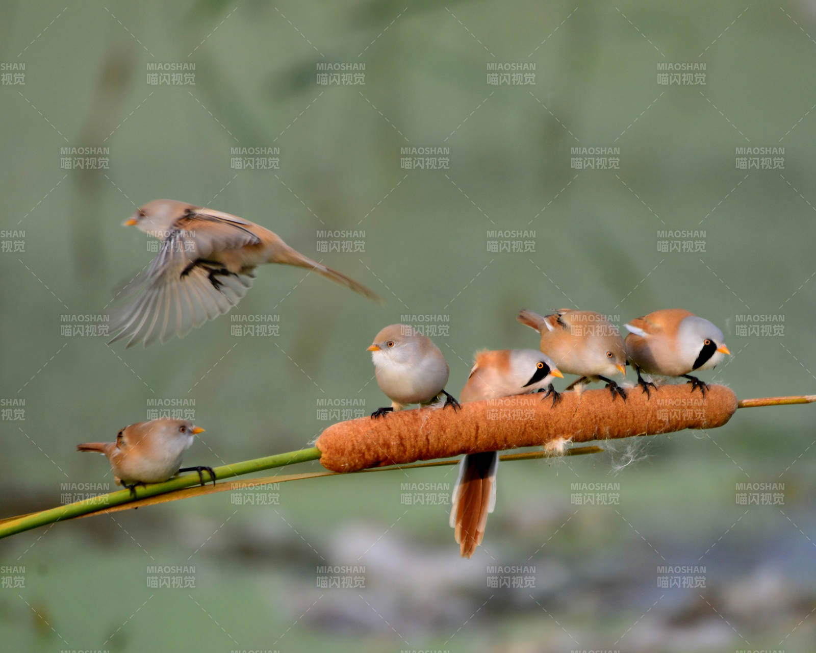 文须雀栖息芦苇丛中图片