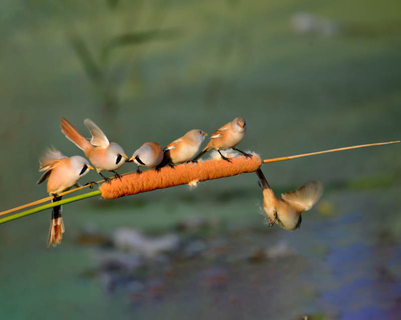 文须雀栖息芦苇上图片
