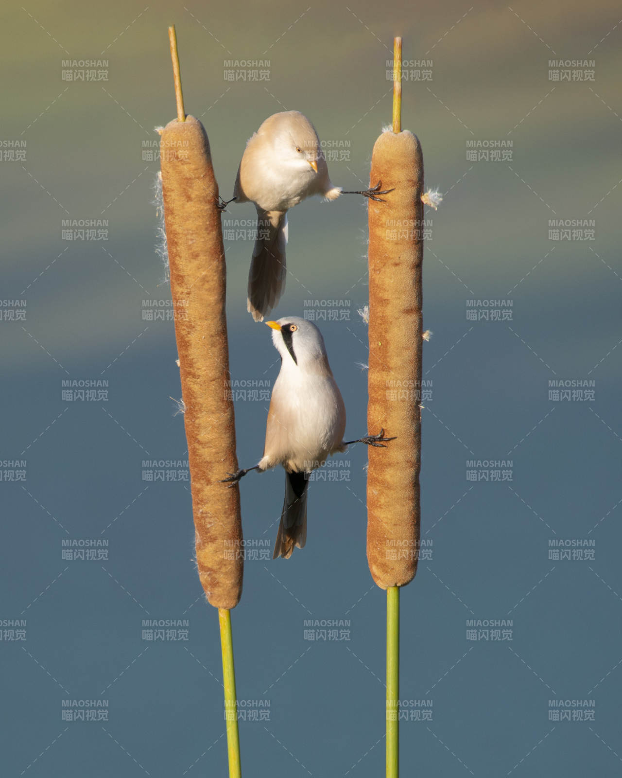 芦苇上的两只小鸟图片