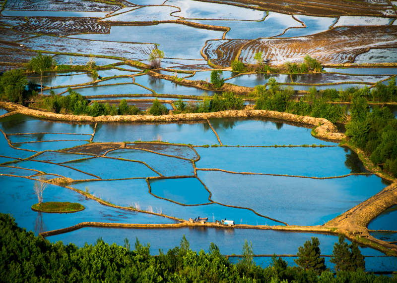 梯田映水 绿树环绕图片