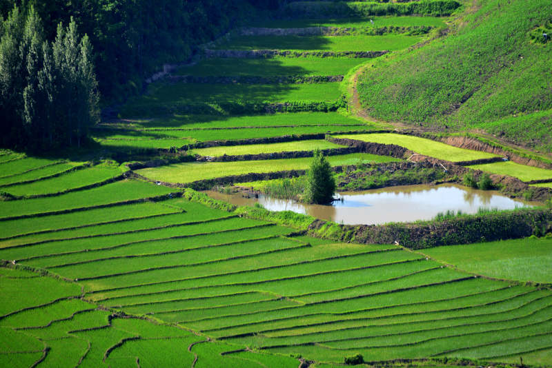 梯田绿意盎然 水塘映翠图片