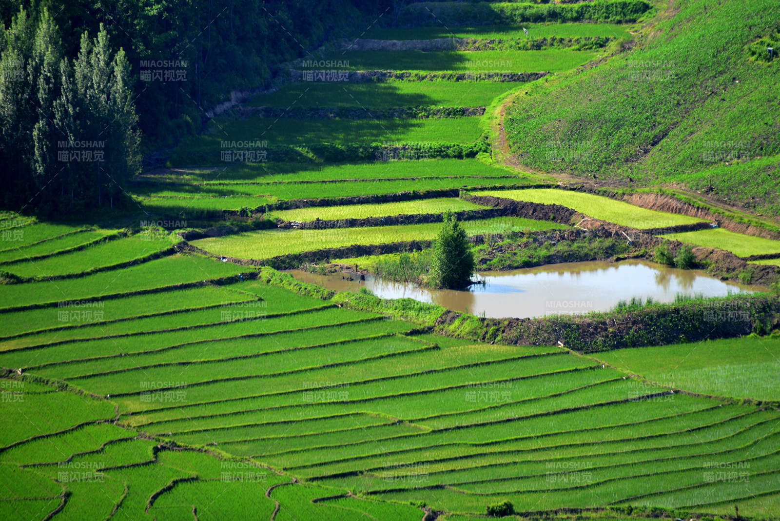 梯田绿意盎然 水塘映翠图片