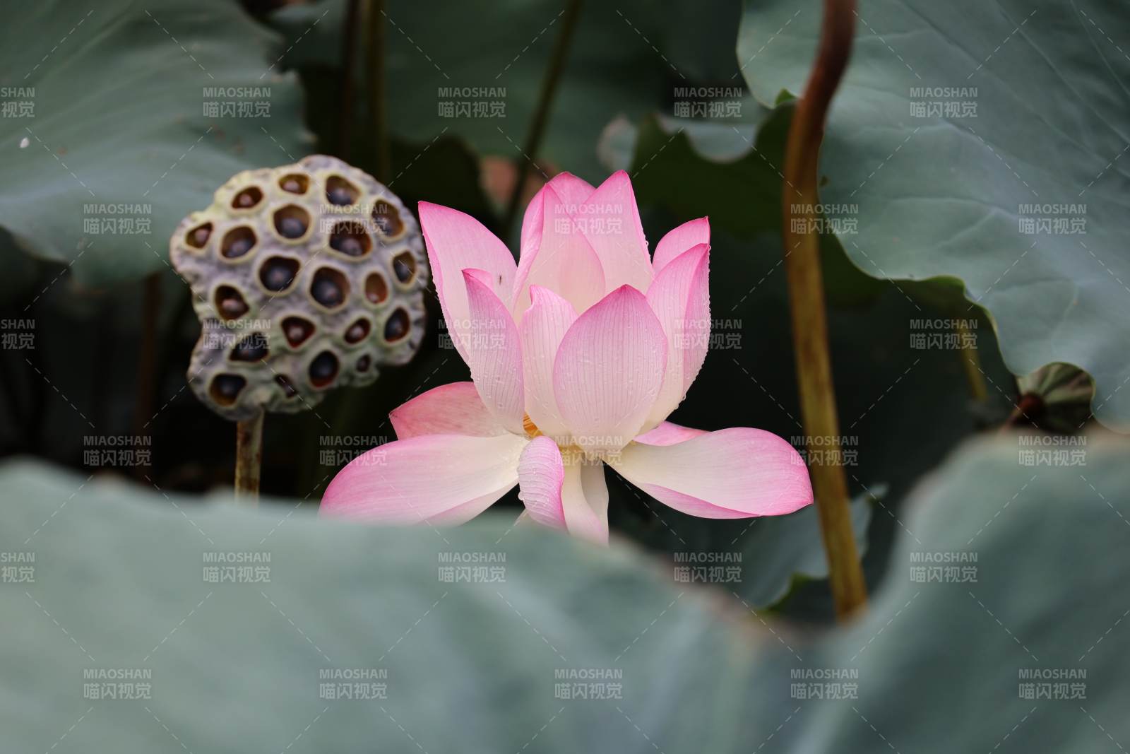 莲花与莲蓬的静谧之美图片