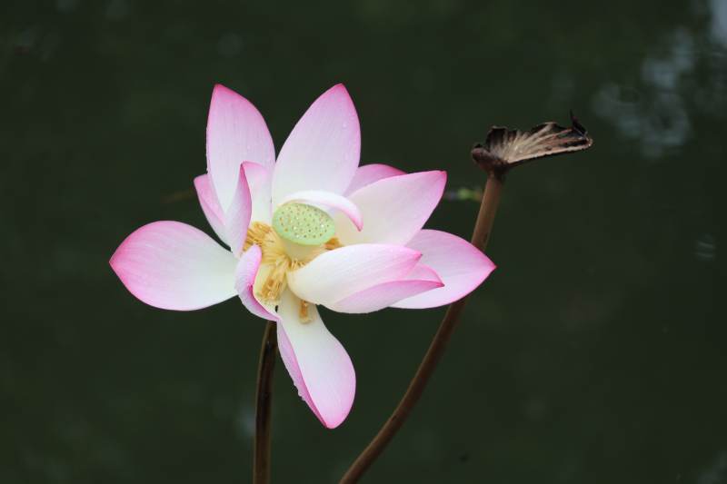 莲花绽放 静谧之美图片