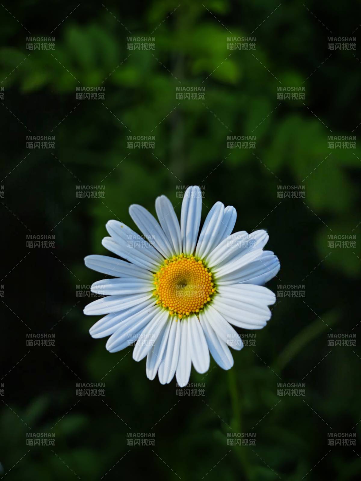 夏日雏菊 清新绽放图片