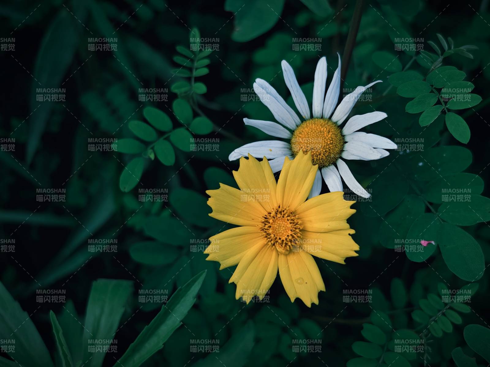 黄白花朵相映成趣图片