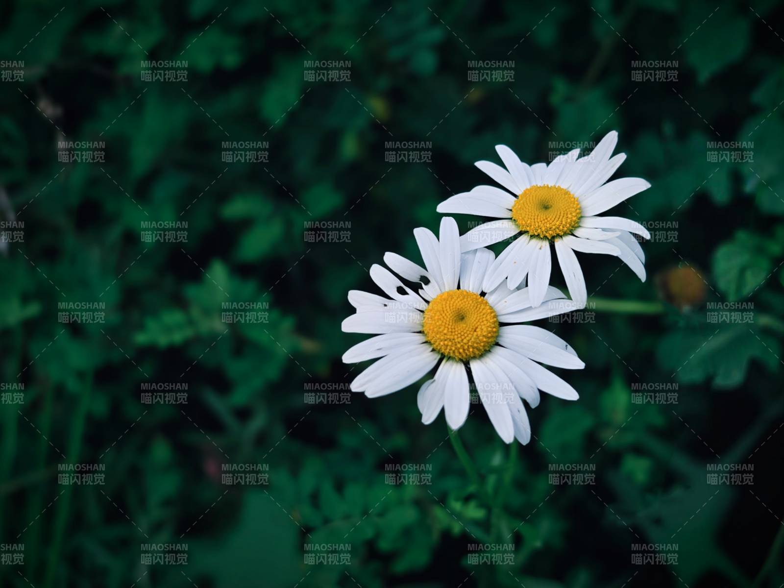 两朵雏菊在绿叶中绽放图片