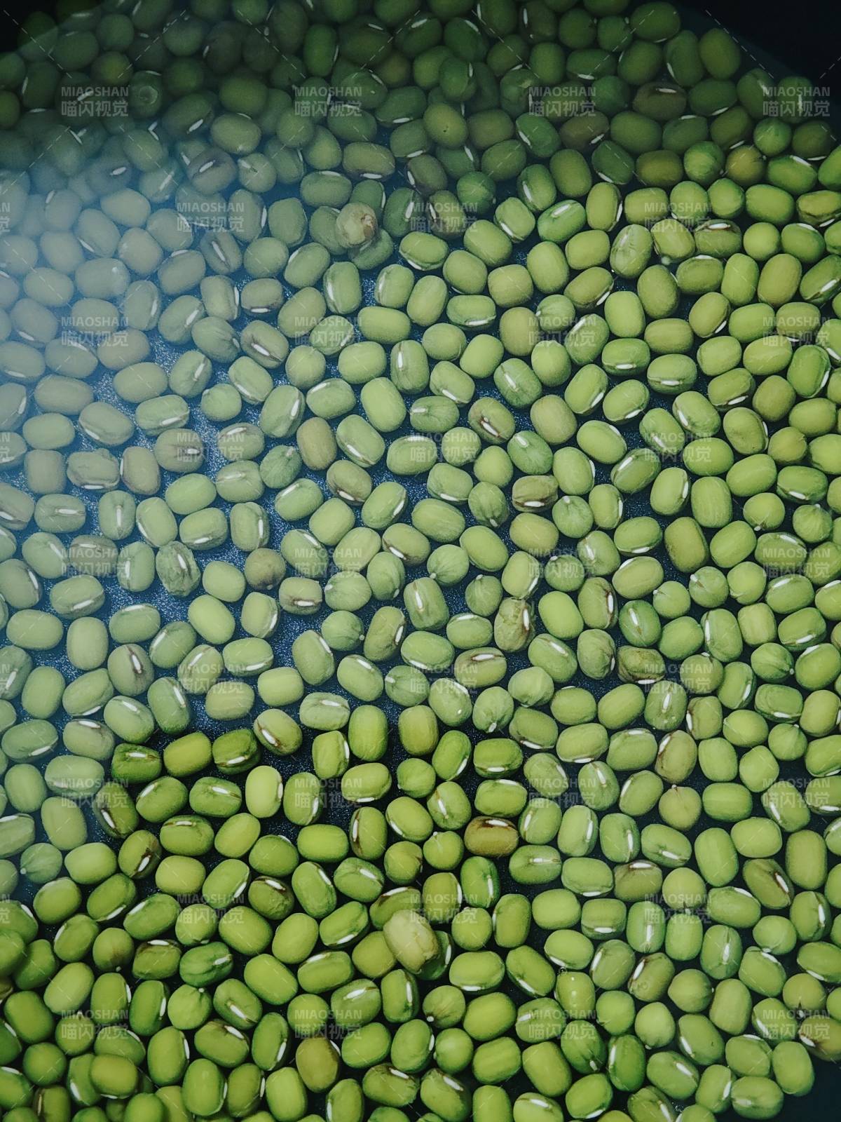 浸泡中的绿豆图片