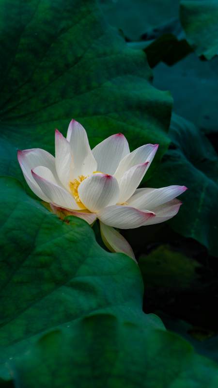 静谧荷塘 白莲绽放图片