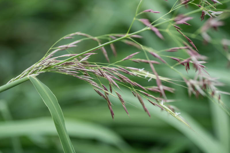绿叶上的紫色草穗图片