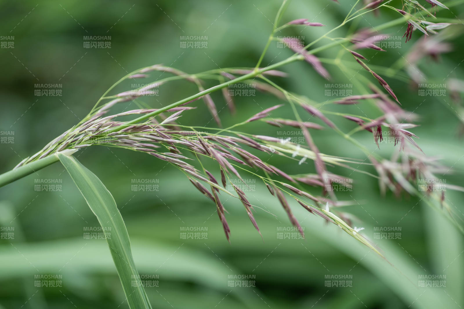绿叶上的紫色草穗图片