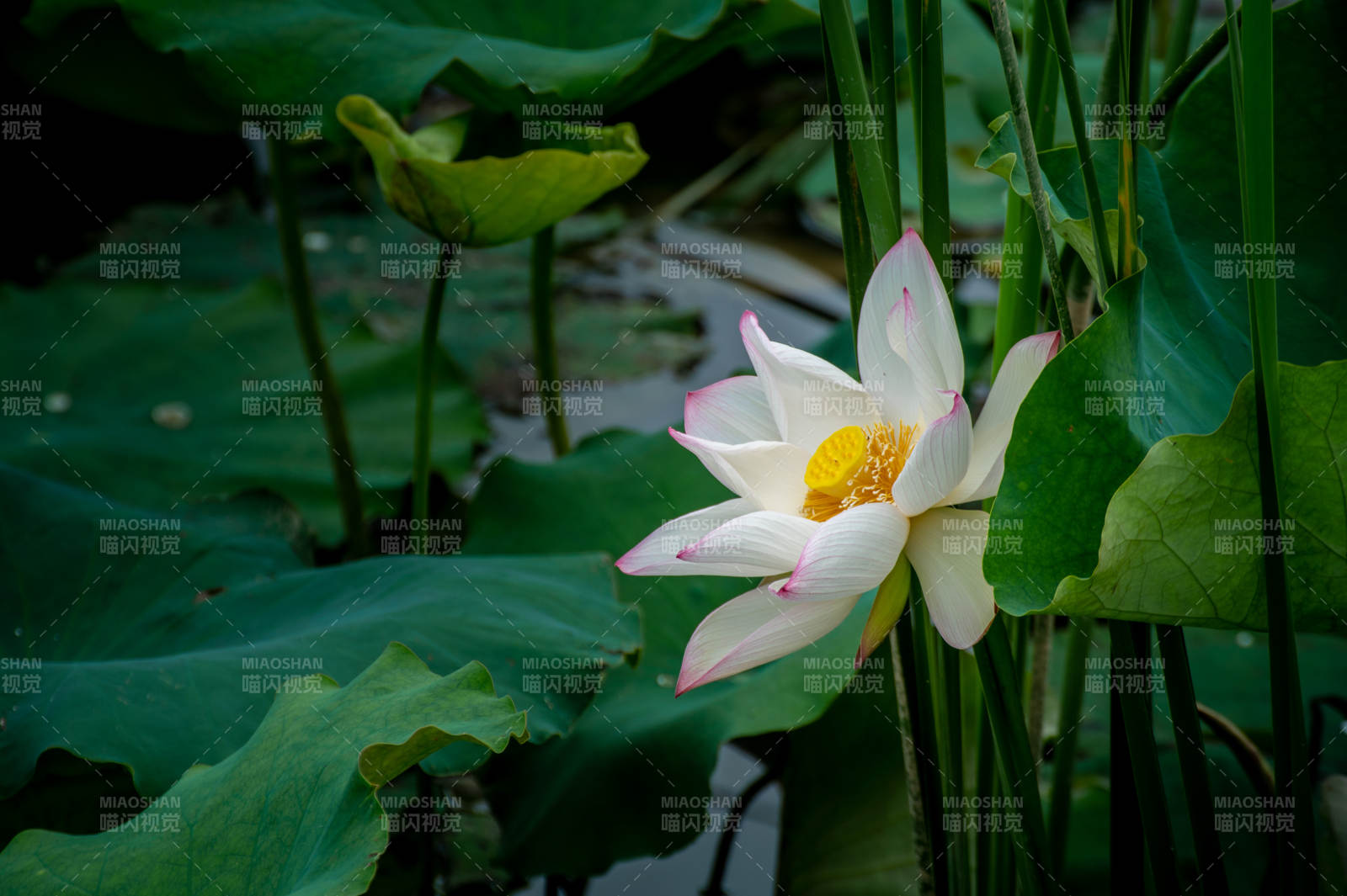池塘中的莲花盛开图片