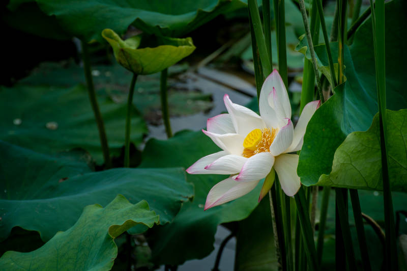 池塘中的莲花盛开图片