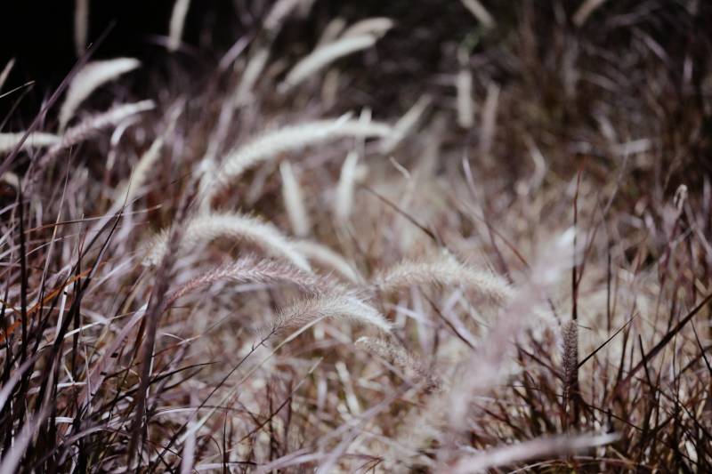 秋风中的芦苇花海图片