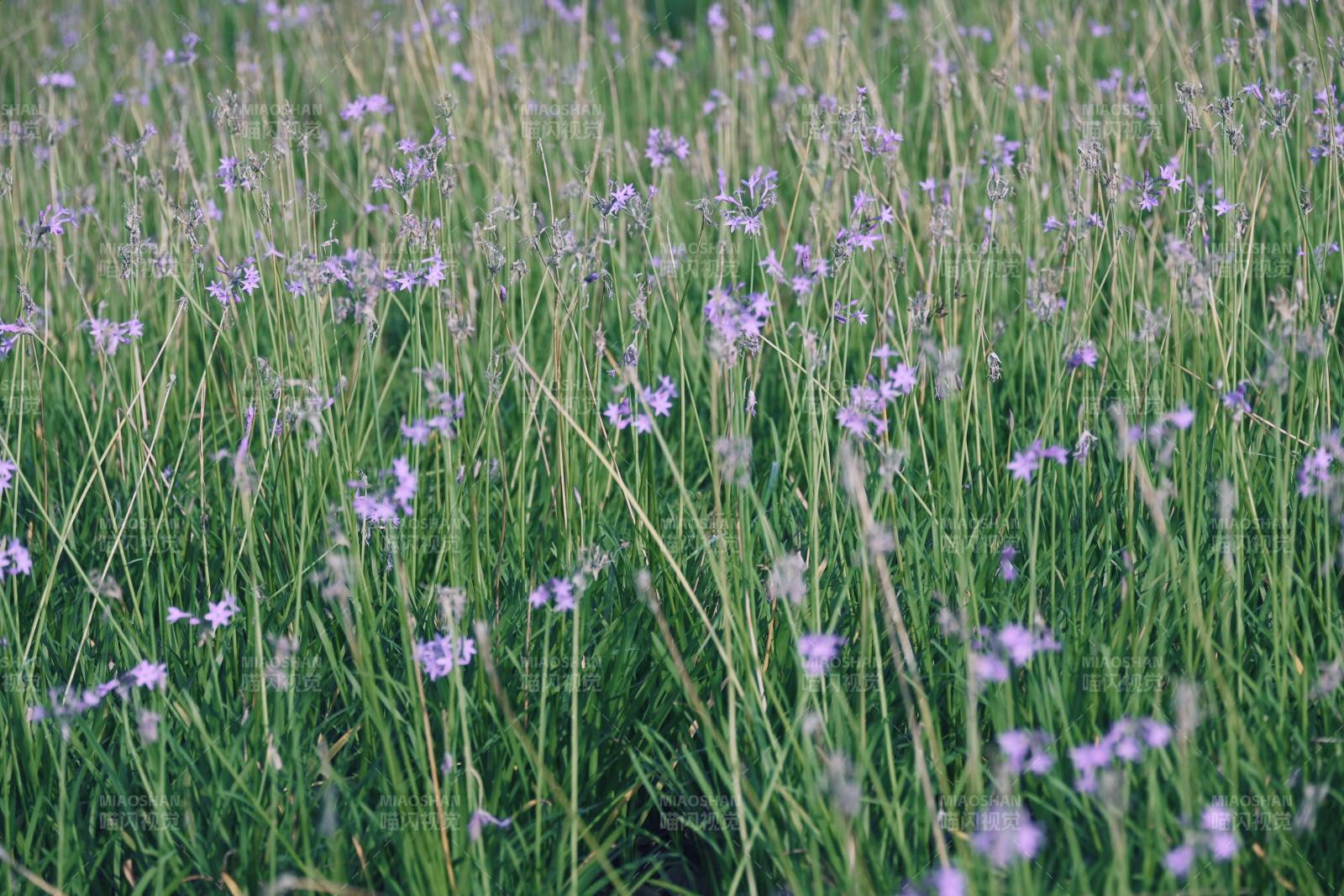 紫色野花在风中摇曳图片