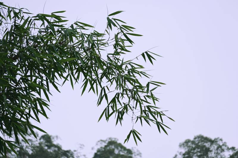 竹叶随风轻摇曳图片