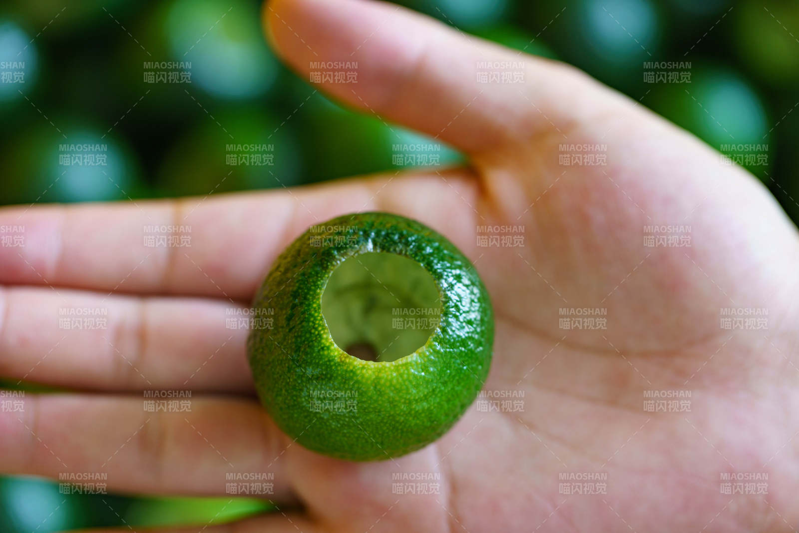 手握空心青柠果图片