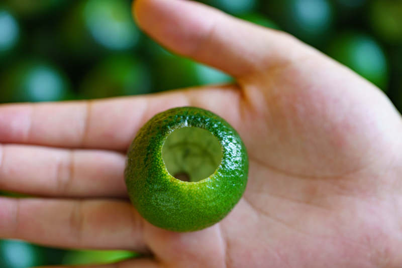 手握空心青柠果图片