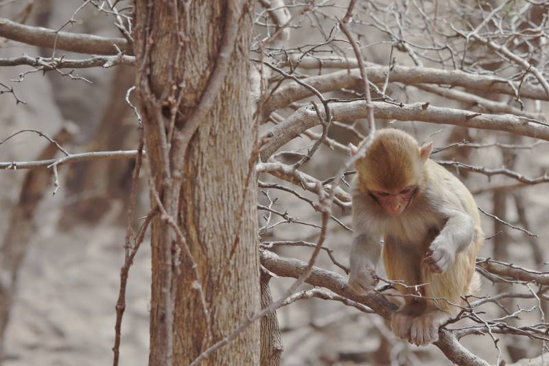 树上的小猴子图片
