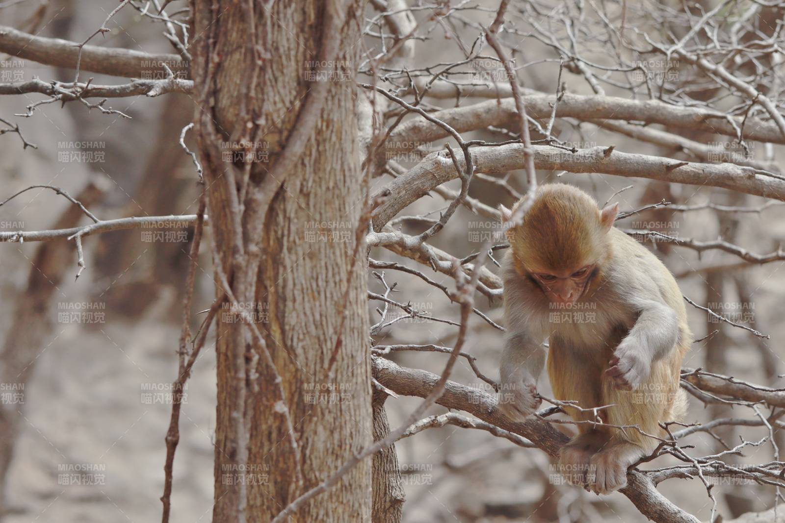 树上的小猴子图片