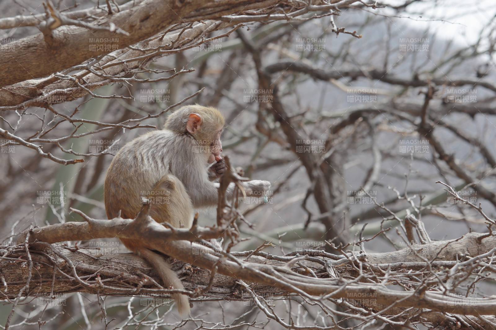 树上的猴子在啃咬树枝图片