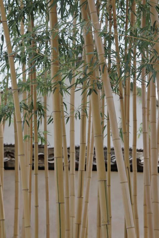 竹林幽静 自然之美图片