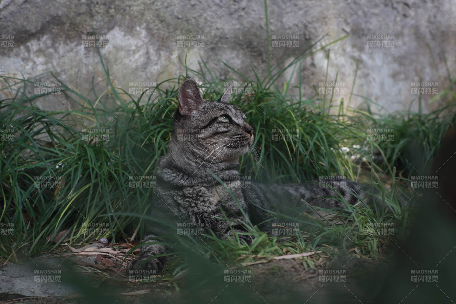 草丛中的猫咪图片
