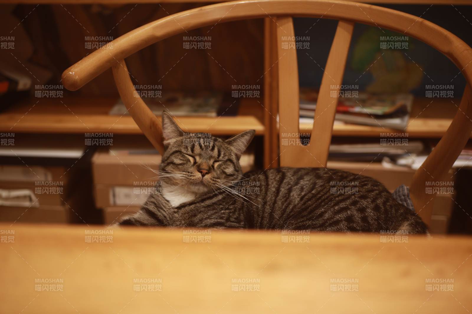 猫咪悠闲地趴在椅子上图片