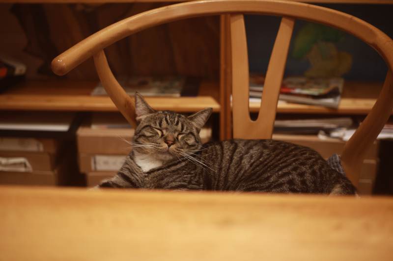 猫咪悠闲地趴在椅子上图片