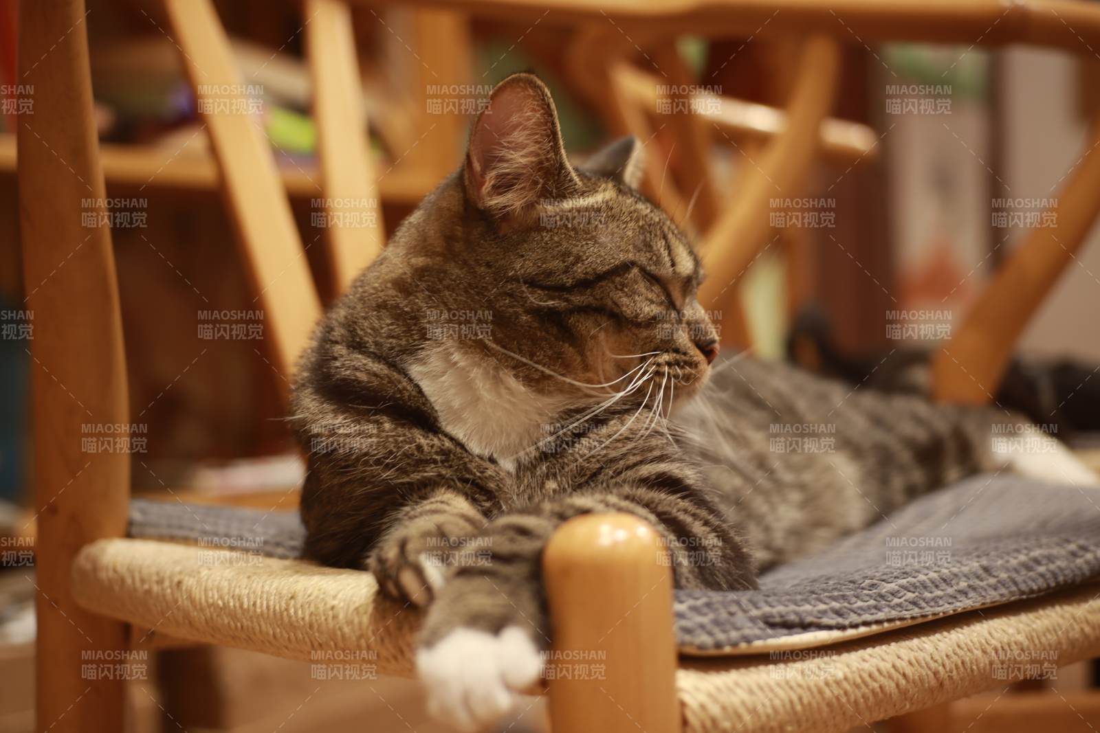 猫咪悠闲地坐在椅子上图片