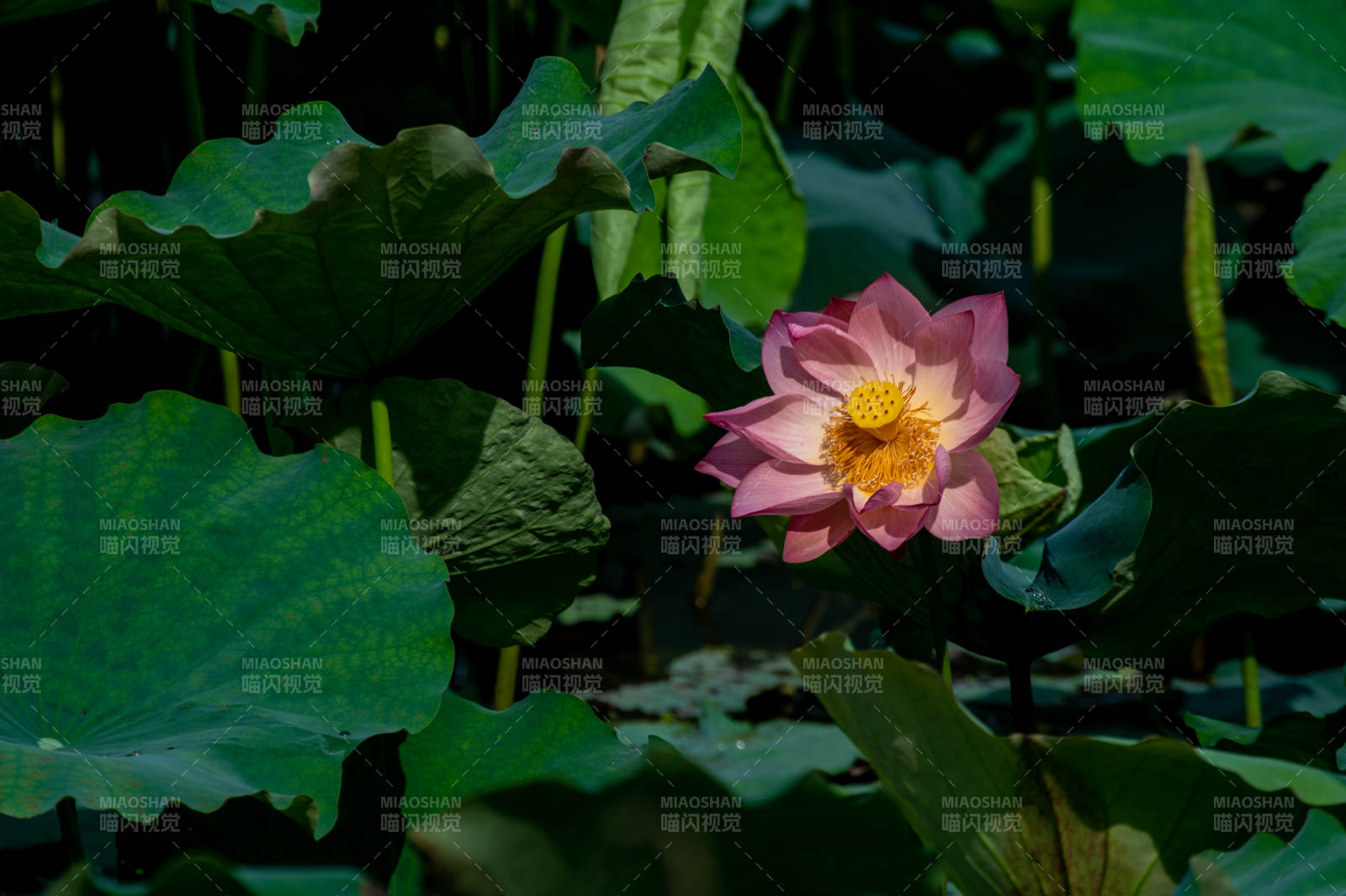 池塘中的莲花盛开图片