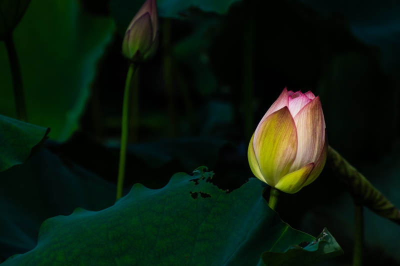 静谧荷塘 含苞待放图片