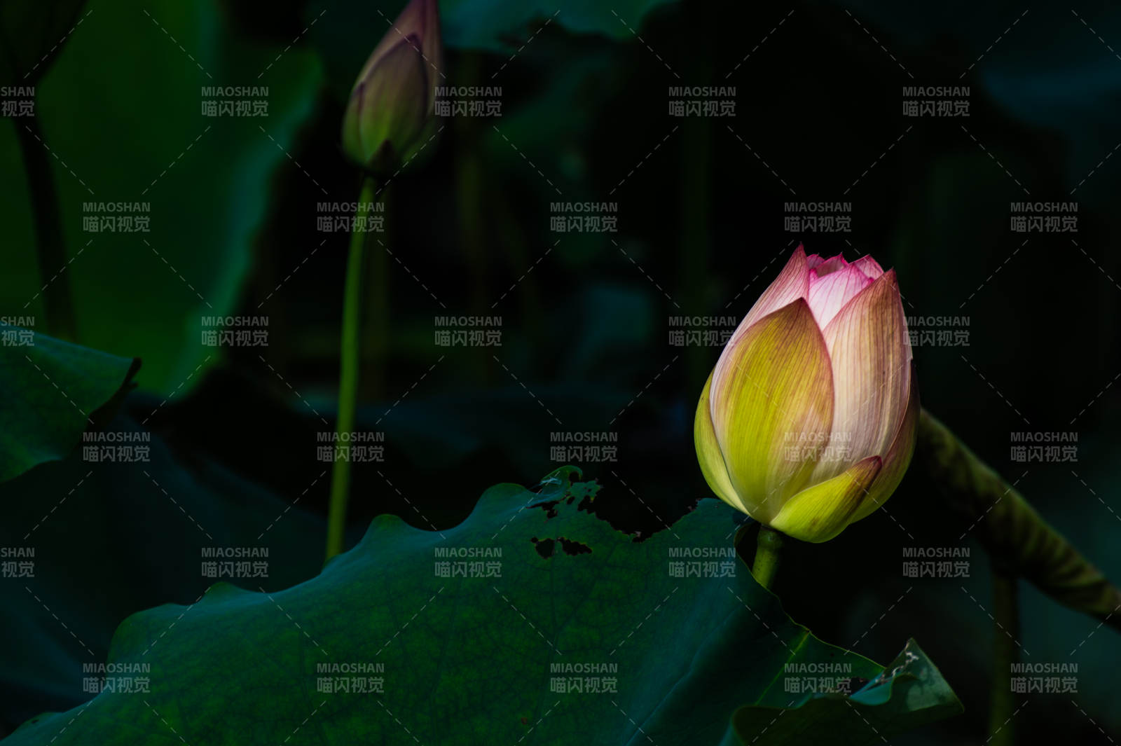 静谧荷塘 含苞待放图片