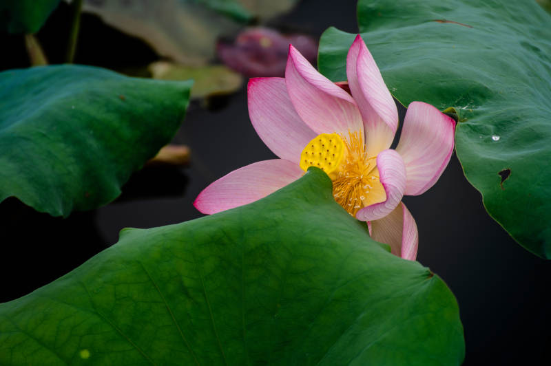 池塘中的莲花盛开图片