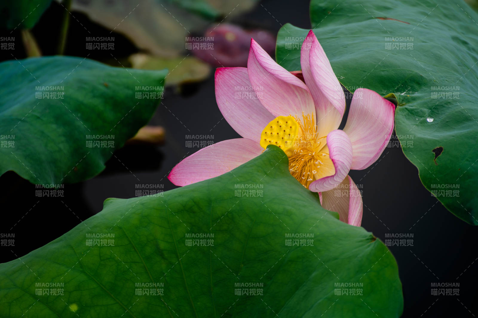 池塘中的莲花盛开图片