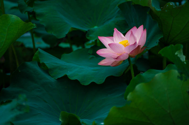 荷花绽放 绿叶衬托图片