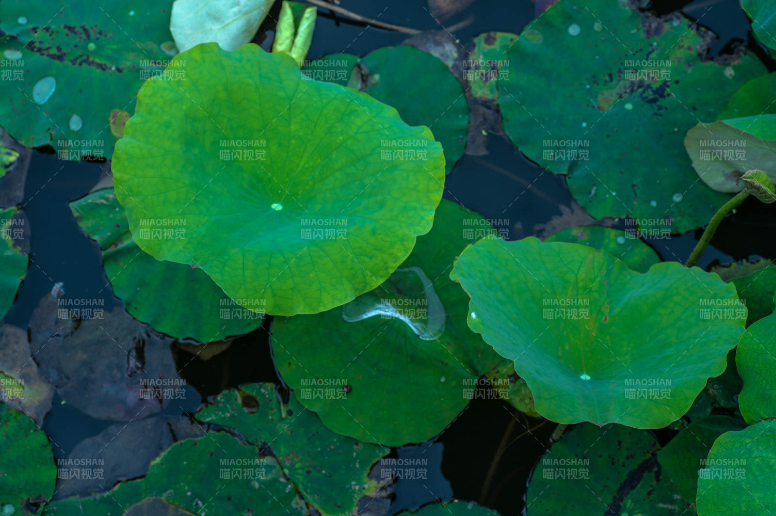 荷叶上的水珠特写图片